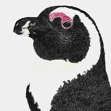 Meu projeto do curso: Ilustração naturalista de aves com aquarela. Een project van  Artistieke tekening y Aquarelschilderen van Ana Talita - 10.10.2020