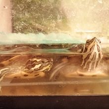 Animalillos. Un progetto di Fotografia di carmenmachi - 11.10.2020
