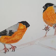 Mi Proyecto del curso: Ilustración naturalista de aves con acuarela. Un progetto di Illustrazione tradizionale di Ana - 11.10.2020