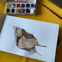 Acquerelli su taccuino. Traditional illustration, Fine Arts, Painting, Floral, and Plant Design project by Sonia Bertazzi - 10.12.2020