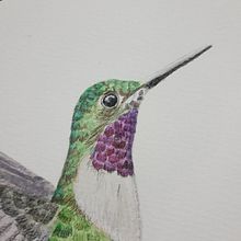 Chaetocercus mulsant (macho). Traditional illustration project by Jeniffer Gómez Camargo - 10.13.2020