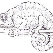 Chameleon Line illustration (Biro) Ein Projekt aus dem Bereich Illustration mit Tinte von Gill Elsbury-Clark - 13.10.2010