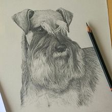 Miniature Schnauzer. Desenho projeto de Gill Elsbury-Clark - 07.01.2017