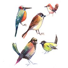 Aves Ein Projekt aus dem Bereich Aquarellmalerei von Caroline Passos - 13.10.2020