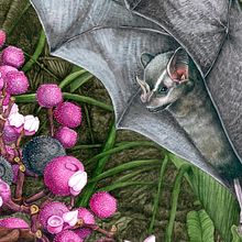 Murcielagos frugívoros de los Tuxtlas Veracruz. Traditional illustration, Botanical Illustration, and Watercolor Painting project by Balamoc - 01.01.2016