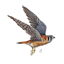 Cernícalo Americano -  𝘍𝘢𝘭𝘤𝘰 𝘴𝘱𝘢𝘳𝘷𝘦𝘳𝘪𝘶𝘴. Un progetto di Disegno realistico, Illustrazione tradizionale e Pittura ad acquerello di Balamoc - 31.10.2019