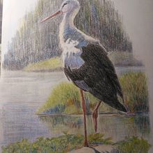 Cigüeña. Grafito y lápices de colores sobre papel. Un proyecto de Dibujo a lápiz, Dibujo realista e Ilustración tradicional de Mariana Fernández Lozano - 21.10.2020