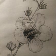 Hibisco. Lápiz sobre papel. Un proyecto de Bocetado, Dibujo a lápiz e Ilustración tradicional de Mariana Fernández Lozano - 21.10.2020
