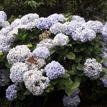 Flores e Amores. Traditional illustration, and Watercolor Painting project by Adriana Terra Creazola - 10.16.2020