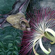 Alimentación de murciélagos tropicales. Un progetto di Disegno realistico, Illustrazione tradizionale e Pittura ad acquerello di Balamoc - 29.09.2015