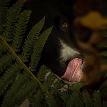 Mi Proyecto del curso: Fotografía lifestyle de perros. Digital Photograph project by Elsa Apolo Díaz - 10.18.2020