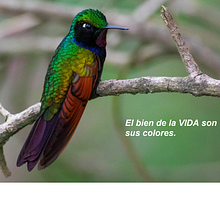 Mi Proyecto del curso: Branded content y content curation para Alvosen. Un proyecto de Escritura de aze_delvillar - 20.10.2020