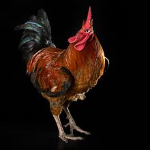 Mi Proyecto del curso: Introducción a la fotografía de perros . Fotografie, Fotografie de studio și Fotografie portret de Leticia Hernández Gavira - 10.21.2020