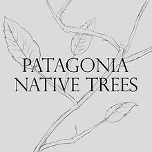 PATAGONIA — NATIVE TREES. Editorial Design, Graphic Design, and Traditional illustration project by David Szadorski - 10.18.2020