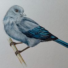 Meu projeto do curso: Ilustração naturalista de aves com aquarela. Projekt z dziedziny Malowanie akwarelą użytkownika Maíra Ribeiro - 25.10.2020