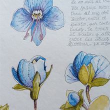 Mi Proyecto del curso: Cuaderno botánico en acuarela. Projekt z dziedziny R i sunek botaniczn użytkownika Marce - 17.11.2020