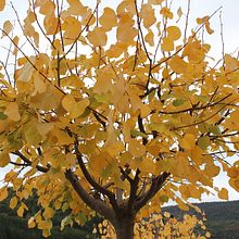EL OTOÑO Y SU GAMA DE COLORES, JUEGOS DE LUZ. Un progetto di Fotografia all'aperto di DEBORA AVALOS MUÑOZ - 27.10.2020