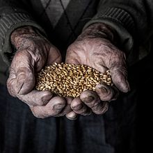 Trigo, un producto ancestral que se esta perdiendo. Un proyecto de Fotografía y Fotografía documental de Alejandro Osses Saenz - 01.03.2019