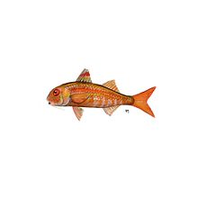 Ilustra peces. Un proyecto de Diseño e Ilustración tradicional de Angélica López de la Manzanara - 14.11.2020