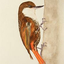 Mi Proyecto del curso: Ilustración naturalista de aves con acuarela. Un proyecto de Ilustración tradicional y Pintura a la acuarela de Javier Jara - 29.10.2020