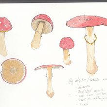 My project in Botanical Watercolor Sketchbook course. Botanical Illustration project by Lucinda Martin - 12.06.2020