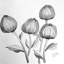 My project in Introduction to Illustration with India Ink course. Botanical Illustration, Children's Illustration, Concept Art, Digital Illustration, Drawing & Ink Illustration project by Kitty Wong - 10.30.2020