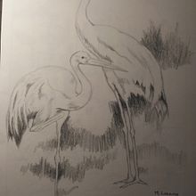 Zancudas . Schițe, Desen în creion și Caiet de schițe de Mariana Fernández Lozano - 10.30.2020