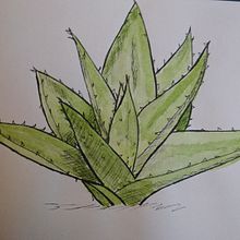 Mi Proyecto del curso: Cuaderno botánico en acuarela. Un progetto di Pittura ad acquerello di Federica Banfi - 01.11.2020