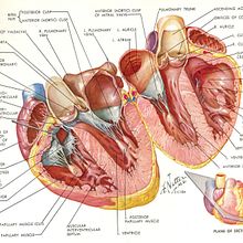 Heart Anatomy. Sketching project by Andres Jimenez - 11.02.2020