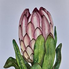 Protea realizada con acuarela. Un progetto di Illustrazione botanica, Illustrazione tradizionale e Pittura ad acquerello di Anna Arilla Nogueras - 02.11.2020