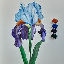 Iris realizada con acuarela. Un progetto di Illustrazione tradizionale, Illustrazione botanica e Pittura ad acquerello di Anna Arilla Nogueras - 02.11.2020