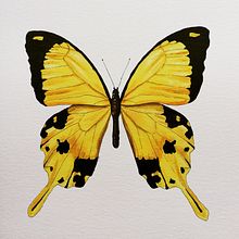 Mariposa amarilla. Un progetto di Disegno, Illustrazione tradizionale e Pittura ad acquerello di Anna Arilla Nogueras - 02.11.2020