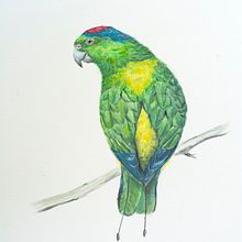 Sulu Racquet-tail (Blue-winged Racket-tail). Traditional illustration, and Watercolor Painting project by Jean Raynell Bello - 10.31.2020