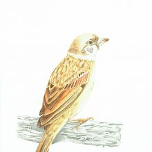 My project in Naturalist Bird Illustration with Watercolors course. Un proyecto de Pintura a la acuarela de Charina Cabanayan - 06.11.2020