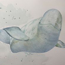 Beluga. Watercolor Painting project by Pilar Blasco Martínez - 01.28.2021