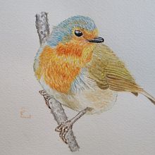 Mi Proyecto del curso: Ilustración naturalista de aves con acuarela. Fine Arts project by scdecorral - 11.07.2020
