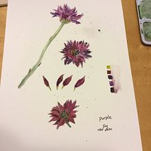 My project in Botanical Illustration with Watercolors course. Traditional illustration, Fine Arts, Painting, Drawing, Watercolor Painting, and Botanical Illustration project by S Carriere - 11.08.2020