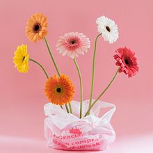 Flowers - Personal Project. Art Direction, and Photograph project by Josefina Mogrovejo - 11.12.2020