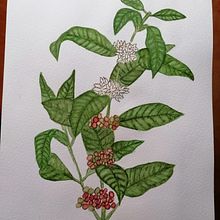 Mi Proyecto del curso: Ilustración botánica con acuarela. Un proyecto de Ilustración botánica de Estefania Arango Gómez - 17.11.2020