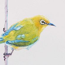 My Final project in Naturalist Bird Illustration. Watercolor Painting, and Traditional illustration project by masayasu yamamoto - 12.07.2020