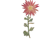 Mi Proyecto del curso: Ilustración botánica con acuarela. Un proyecto de Ilustración botánica de Marina Aliende - 13.11.2020