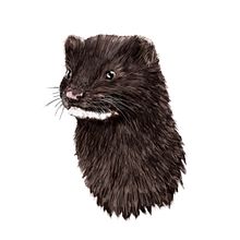 Visón europeo (Mustela lutreola). Un proyecto de Diseño, Diseño de carteles, Ilustración tradicional, Ilustración digital e Infografía de Angélica López de la Manzanara - 14.11.2020