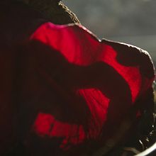 Art photo . Concept Art, Photograph, and Pixel Art project by Valeriia kravchenko - 11.14.2020