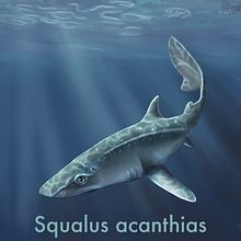 Squalus acanthias. Traditional illustration project by Valeria Carnevali - 11.15.2020