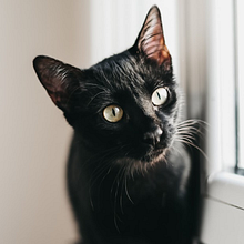 Mi Proyecto del curso: Fotografía lifestyle de perros . % Elsa López Fernández tarafından hazırlanan Fotoğrafçılık projesi - 11.15.2020