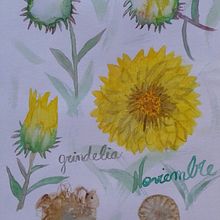 Flora de la estepa patagónica y mi jardín. Botanical Illustration project by gisella suárez - 11.15.2020