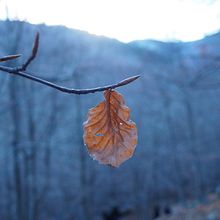 Tardor. Digital Photograph project by Shirly Nowak - 11.15.2020