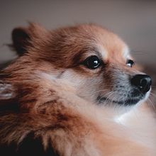 O Lulu . Fotografie de Joana Cristina Silva - 11.18.2020