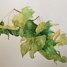 My project in Botanical Illustration with Watercolors course. Traditional illustration project by A KJ - 11.21.2020
