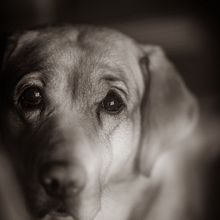 Fotografía lifestyle de perros. Lifest, and le Photograph project by Oscar Espinal - 11.22.2020